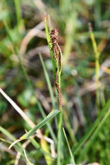 Carex aquatilis stans