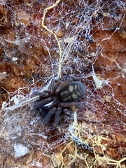 Callobius claustrarius