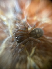 Callobius claustrarius