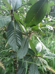 Terminalia catappa
