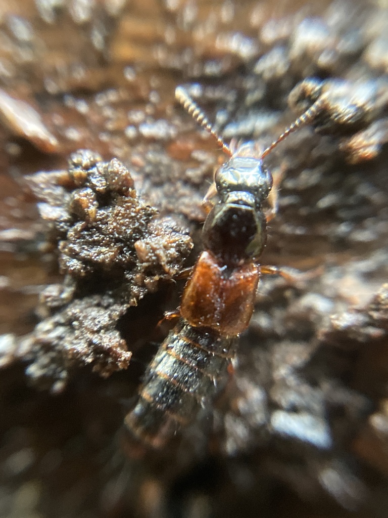 Quedionuchus glaber