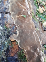 Phellinus laevigatus