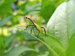 Holhymenia histrio