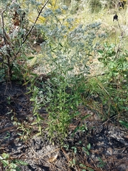 Eupatorium cuneifolium
