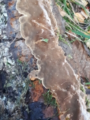 Phellinus laevigatus