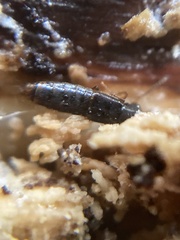 Gabrius splendidulus