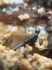 Gabrius splendidulus