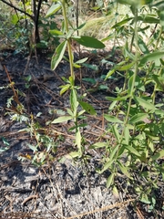 Eupatorium cuneifolium