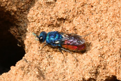 Chrysis inaequalis