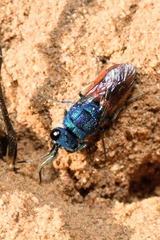 Chrysis inaequalis