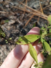 Eupatorium cuneifolium