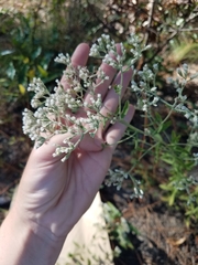 Eupatorium cuneifolium