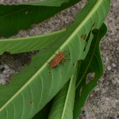Lixus impressiventris