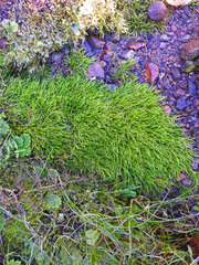 Hygrohypnum