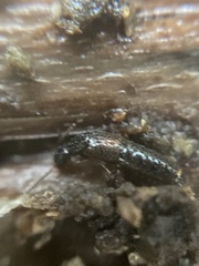 Gabrius splendidulus
