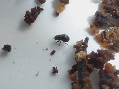 Howickia