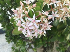 Crassula ovata