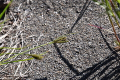 Carex eleusinoides