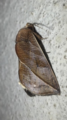 Calyptra eustrigata