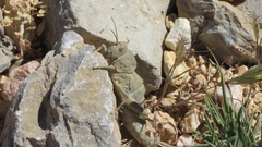 Ocnerosthenus kneuckeri