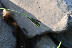 Carex eleusinoides