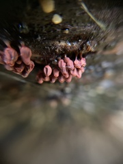 Arcyria stipata
