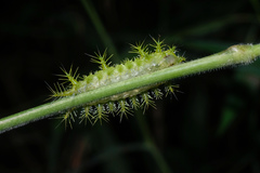 Quasithosea obliquistriga