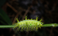 Quasithosea obliquistriga