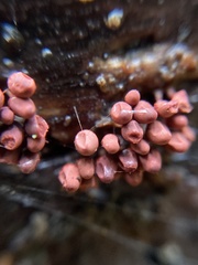 Arcyria stipata