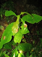 Dyakia clypeus