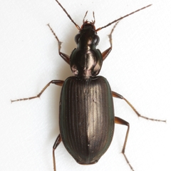 Agonum texanum