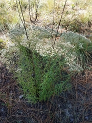 Eupatorium linearifolium