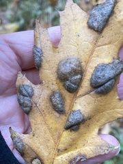 Neuroterus quercusbaccarum