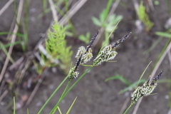 Carex eleusinoides