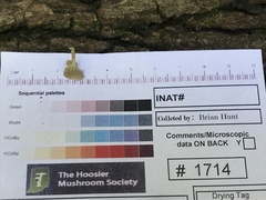 Hydropus praedecurrens