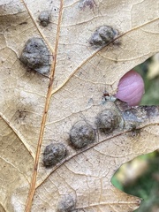 Neuroterus quercusbaccarum