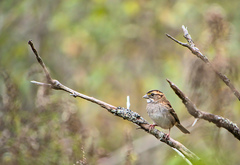 Zonotrichia albicollis image