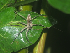 Heteropoda ocyalina