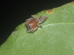 Clubiona sertungensis