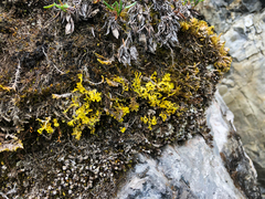 Vulpicida juniperinus