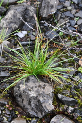 Carex capillaris fuscidula