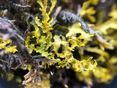 Vulpicida juniperinus