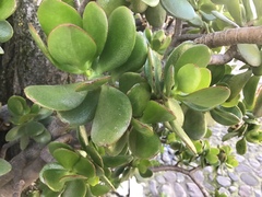Crassula ovata