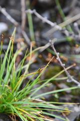 Carex capillaris fuscidula
