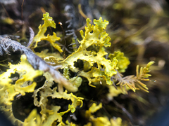 Vulpicida juniperinus