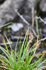Carex capillaris fuscidula