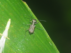 Cylindera discreta