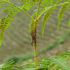 Cryptoderma fortunei