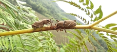 Cryptoderma fortunei