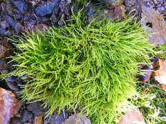 Hygrohypnum